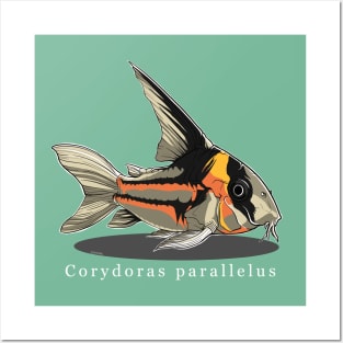 Corydoras parallelus Posters and Art